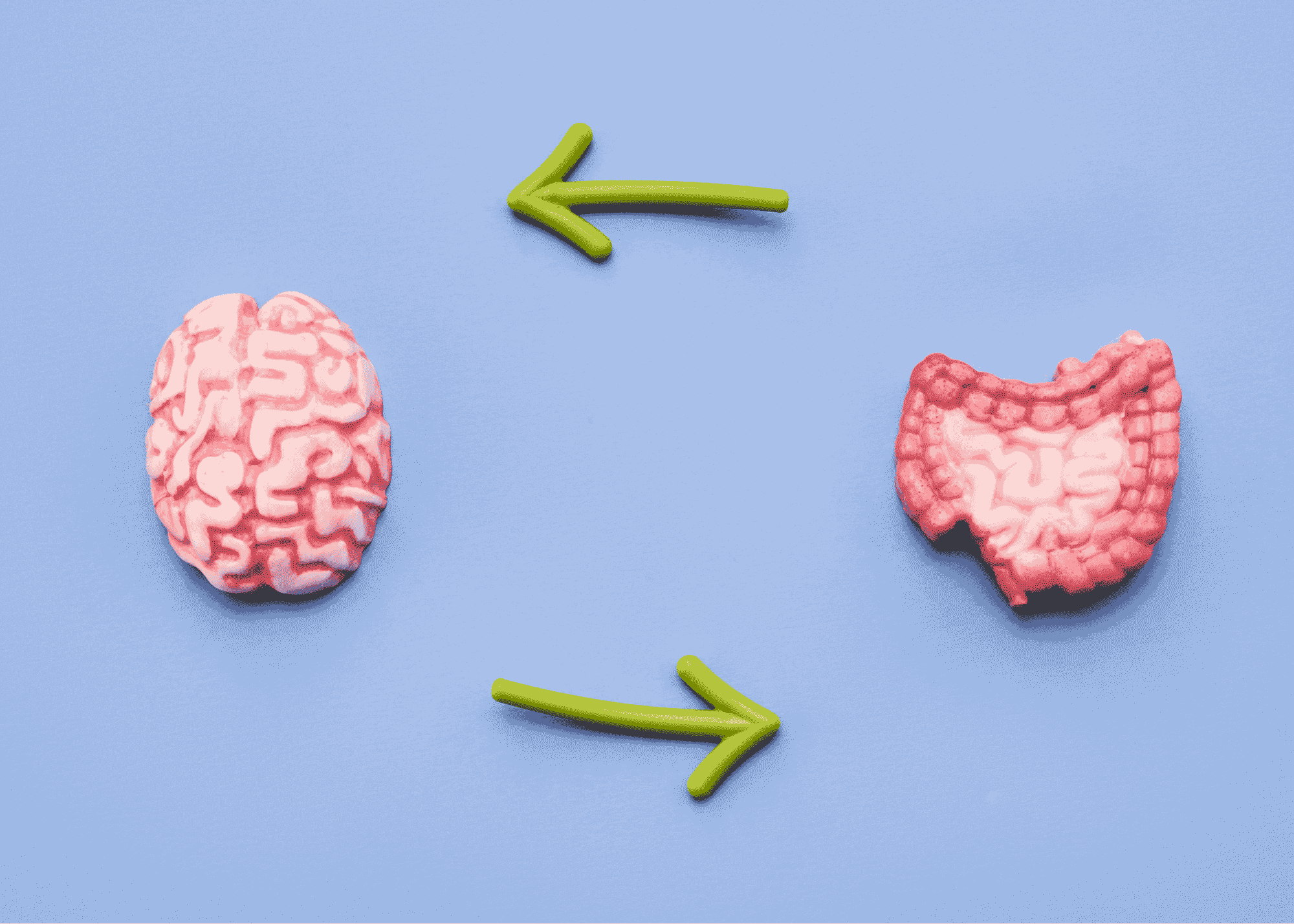 A brain and intestines with arrows pointing at eachother to infer the gut-brain axis