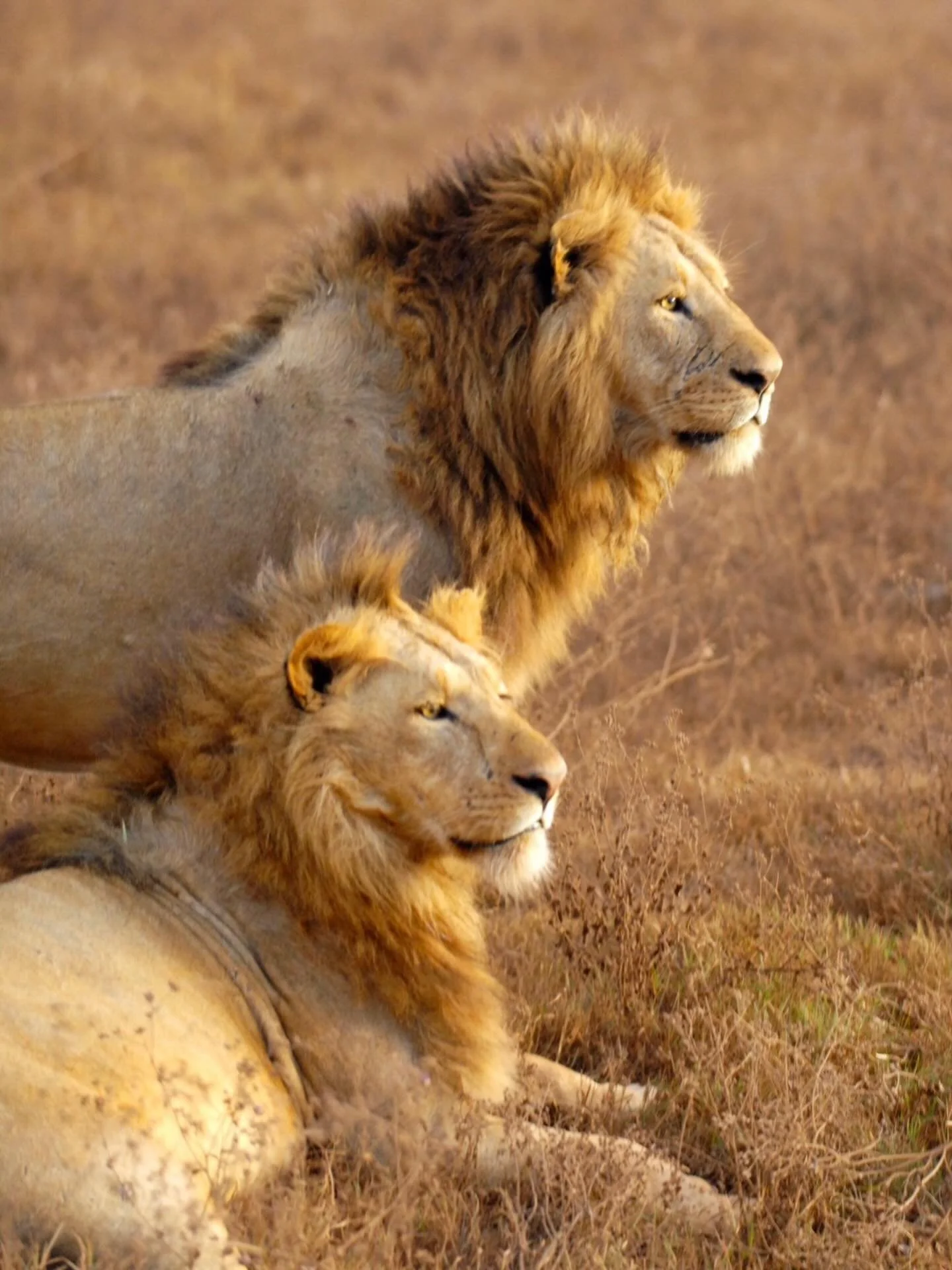 Elegant golden hour Tanzania style.