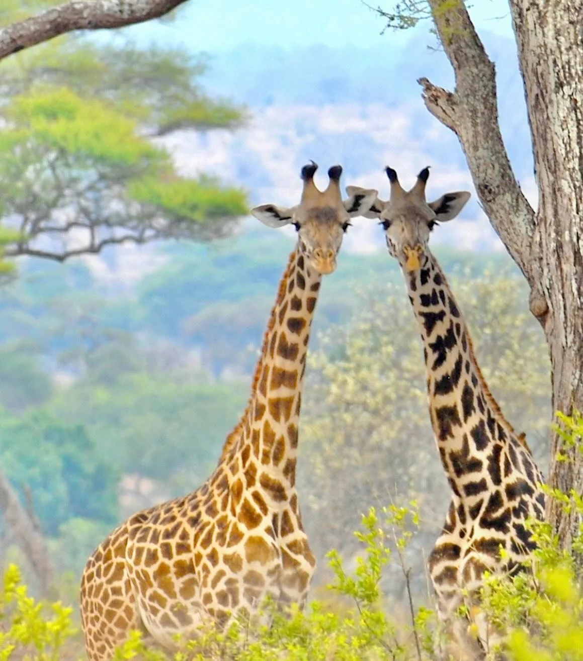 Happy hour somewhere in Africa.