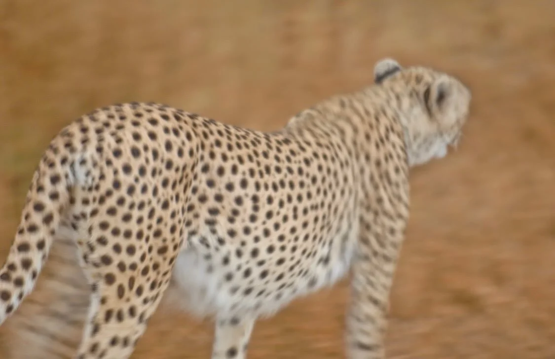 when the savanna turns gold.