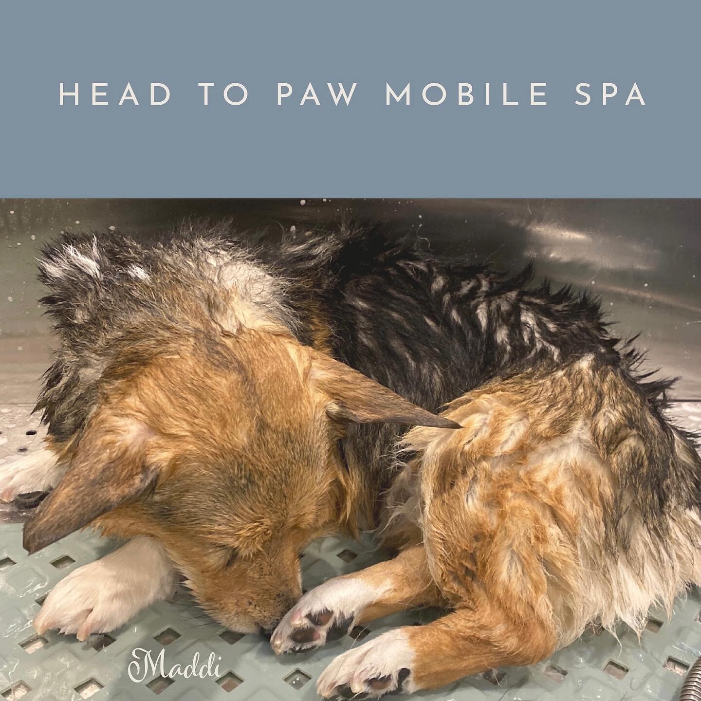 Miss Maddi is always sleeping on the job, but who could blame her? When a spa pulls up in your driveway and gives you a warm bath with luxury shampoo and conditioner, it&rsquo;s hard to resist a relaxing snooze in the tub. 
😴
Your pet could be this 