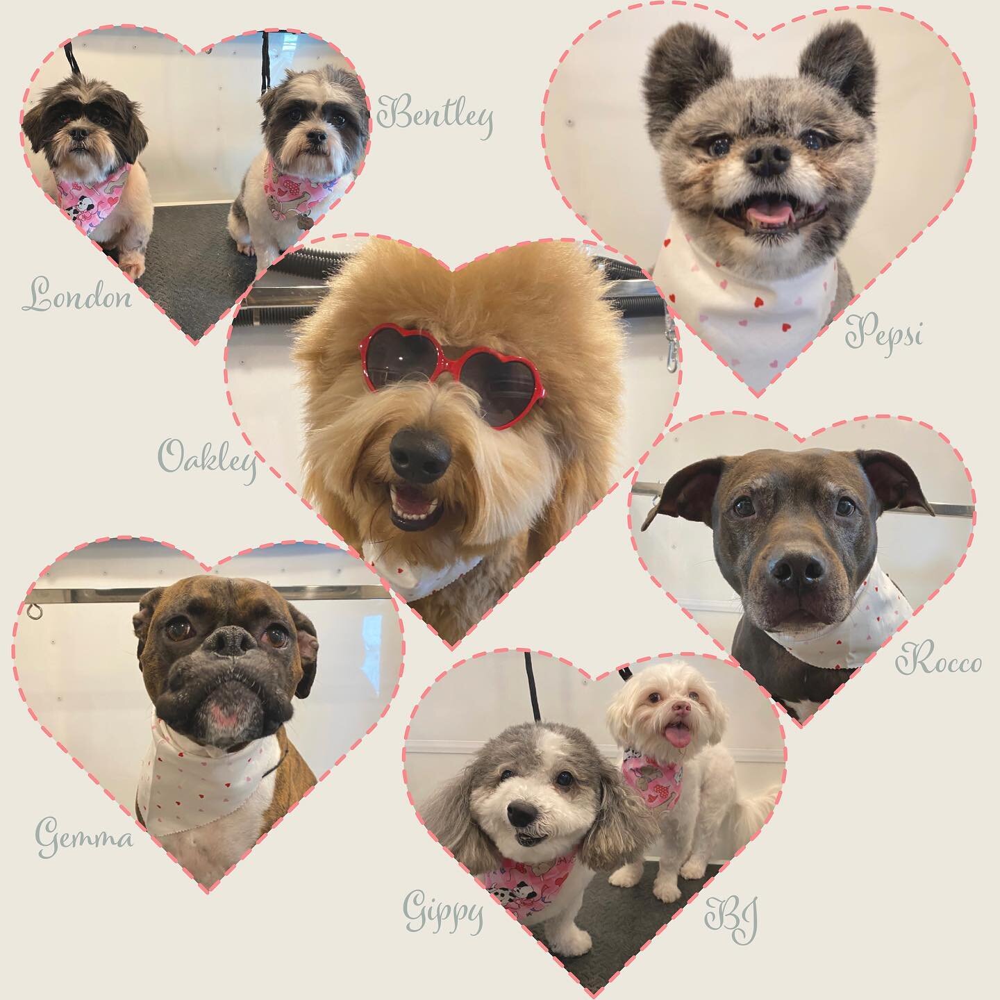 Wishing you wet kisses and wagging tails this Valentine&rsquo;s Day! These are just some of my furry valentines this year. Can you see why I love my job?
💕
Text, call, or request an appointment online.
-
-
-
-
-
#doggrooming #dogsofinstagram #dogs #