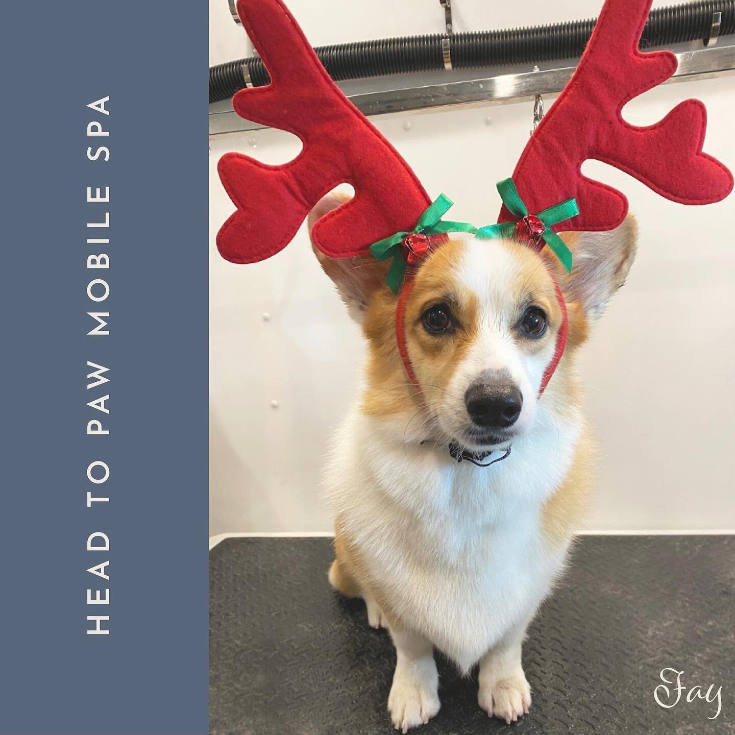 Fay is all cleaned up and ready to pull Santa&rsquo;s sleigh! 🎅🏻 Is your pup ready for Christmas? It&rsquo;s not too late to book an appointment&mdash;there are a few spots left in my schedule. Appointments are limited, so request one as soon as yo