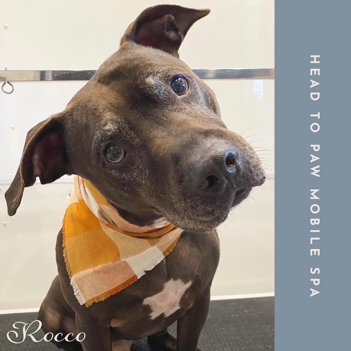 Did somebody say turkey day? 
🍗
Rocco is looking dapper and smelling like a fresh pumpkin pie just in time for Thanksgiving. Is your dog ready? If not, you better grab one of my open appointments next week before they&rsquo;re gone! PS-fall bandanas
