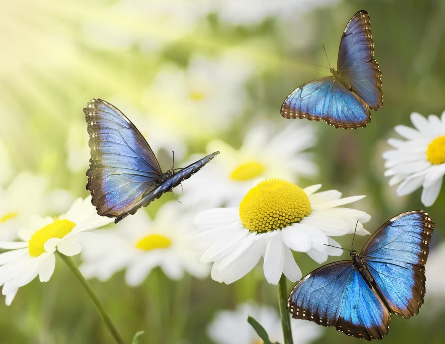 Life-Coaching-Purpose