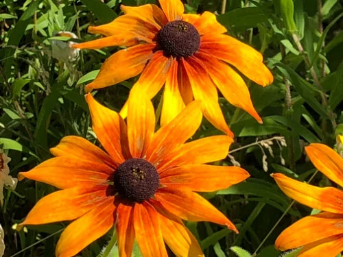 thumbnail yellow flower.jpg