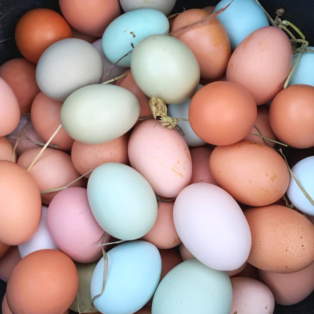 217 Gathering Farm Eggs Stock Photos - Free & Royalty-Free Stock