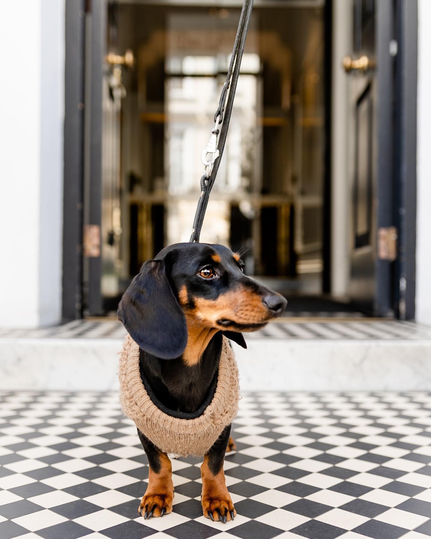 Hudson of @hudsonandsookiethedachshunds came to brunch with us this weekend at @thelaslett and I couldn&rsquo;t resist taking his picture! Don&rsquo;t tell the others, but I think my four-legged portrait subjects might be my favorite 😉
