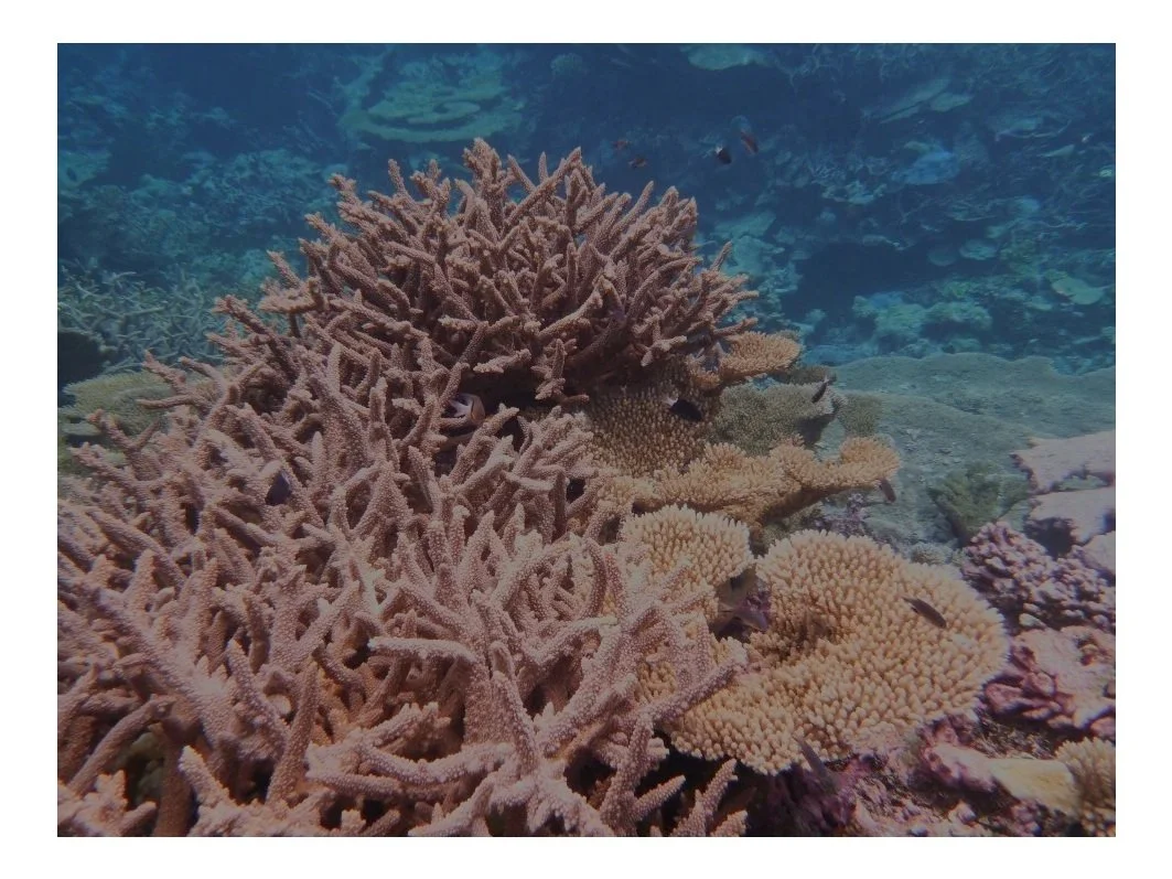 coral.jpg