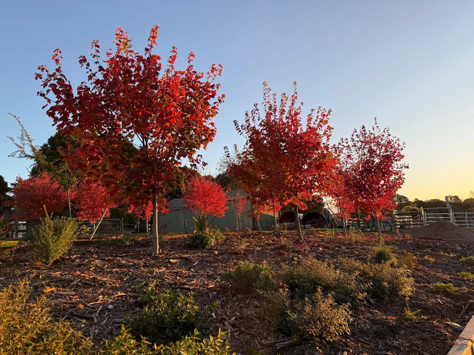 2025_05 Acer Fairview Flame (4).jpg