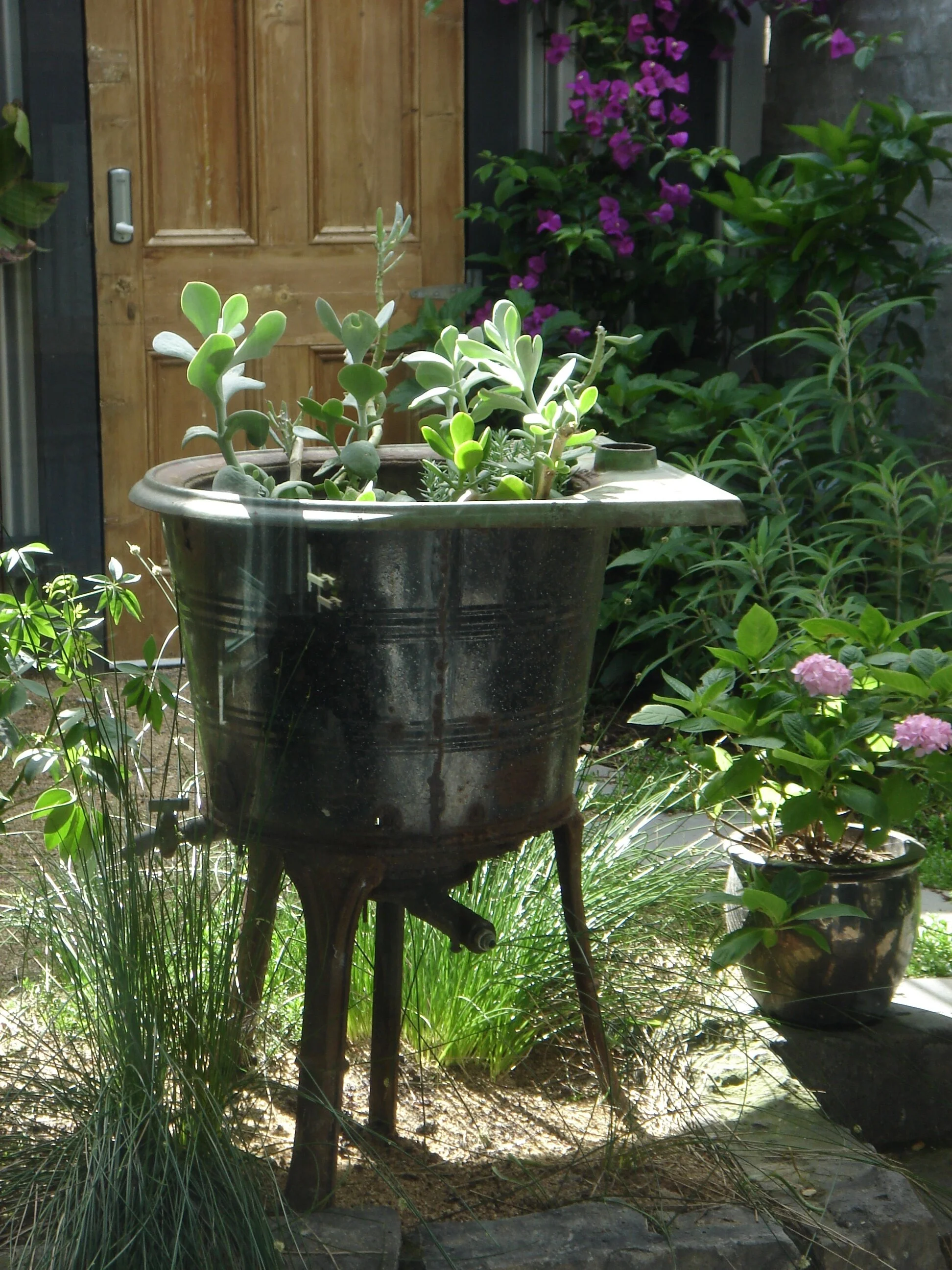 garden nov11 (24).JPG