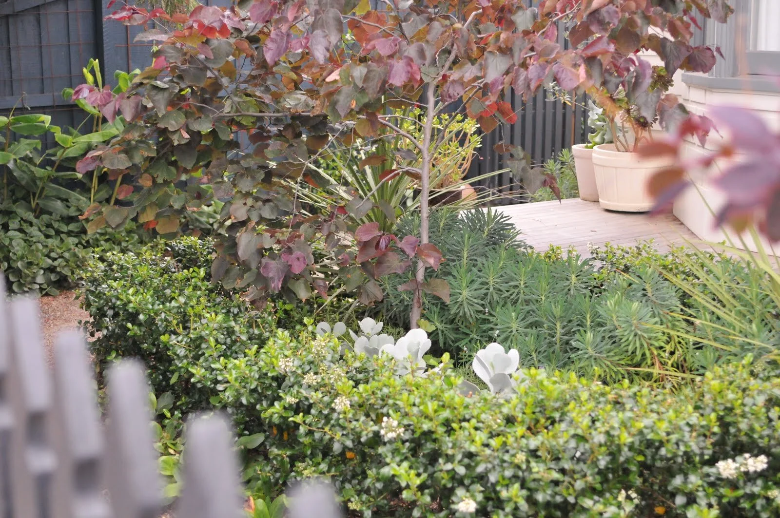 GordonGv front plants.JPG