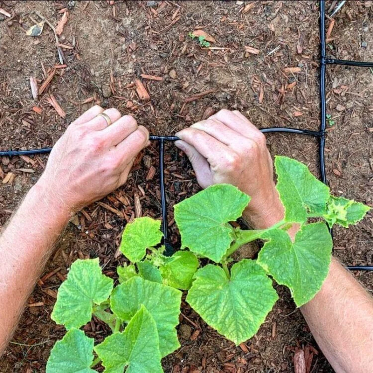 Drip irrigation by&nbsp; joyfullygrowingblog.com