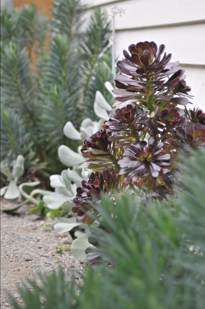 Non-thirsty Succulents at a Northcote Garden. Design: Annabelle Drew Photo:&nbsp;C. Leahy