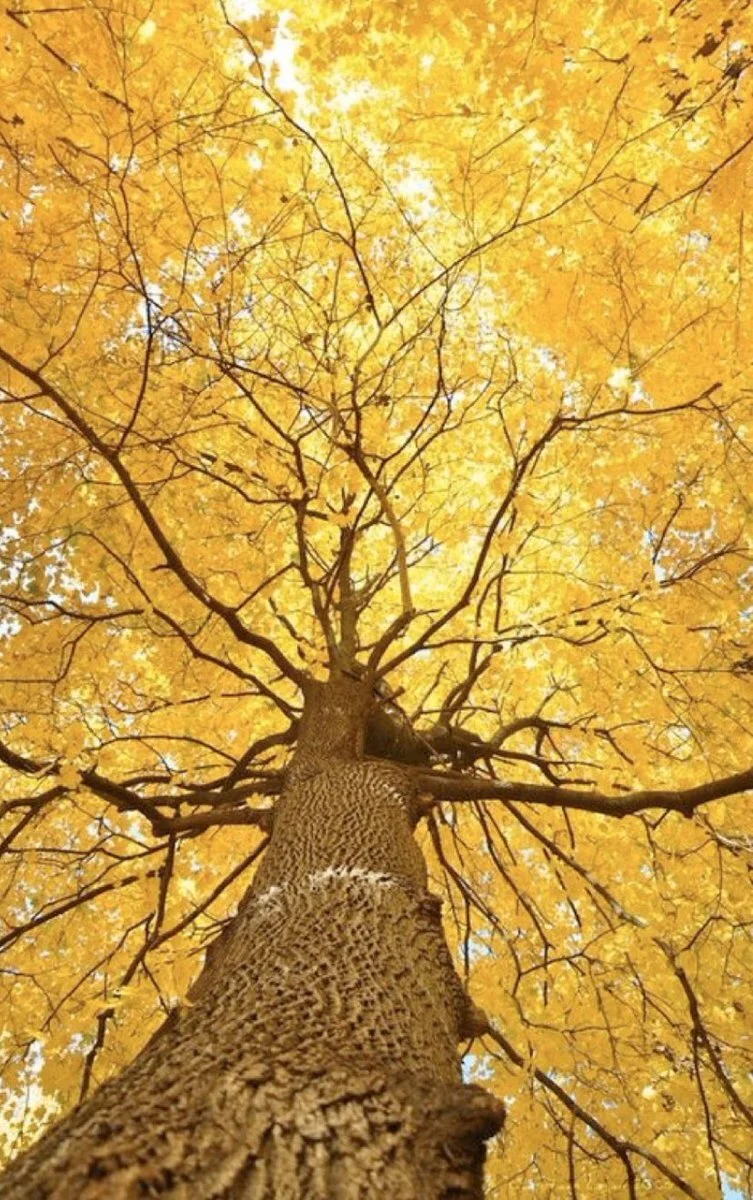 Autumn 2019