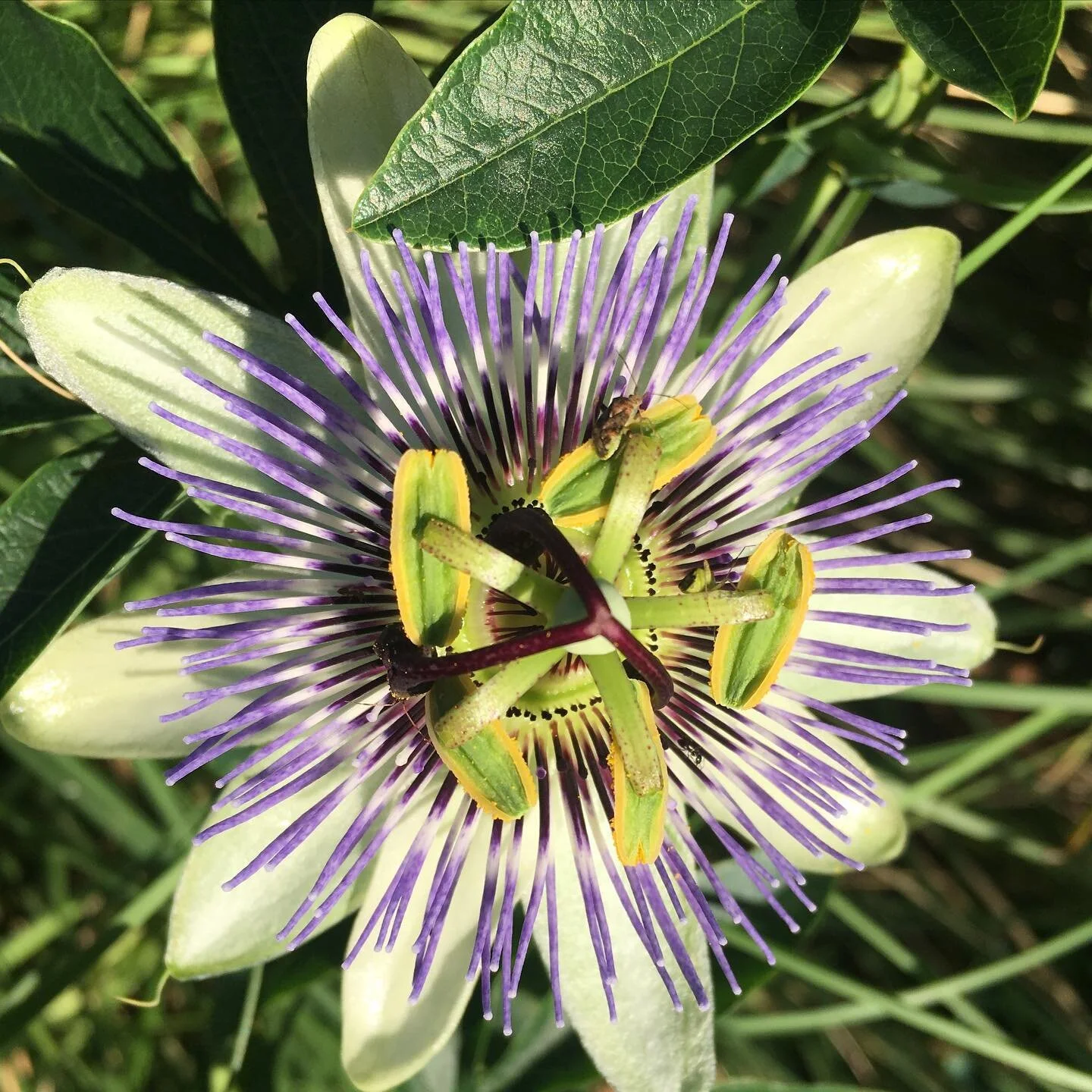 Pop of Passion!

Passiflora caerulea - Blue Passion Flower - has such an impressive bloom. 
A vigorous vine that can quickly cover a wall or trellis and provide a lush green backdrop and these gorgeous flowers in summer. But it will get away from you