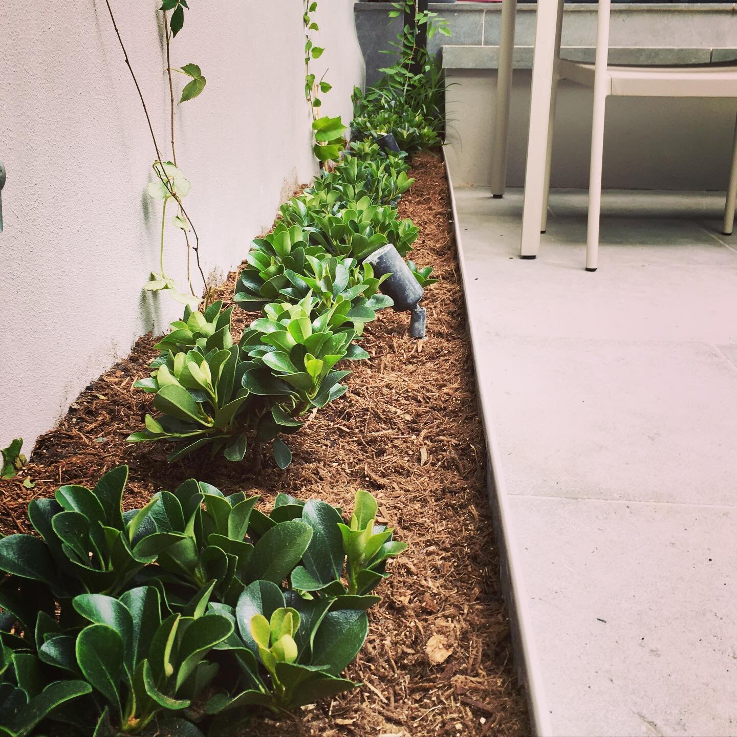 Paddington Project
&bull;
The lovely Rhaphiolepis &lsquo;Snow Maiden&rsquo; planted as a hedge. This is a great &lsquo;set &amp; forget&rsquo; plant; robust and needing very little pruning. Here they are tucked inside a steel garden bed edge, powder 