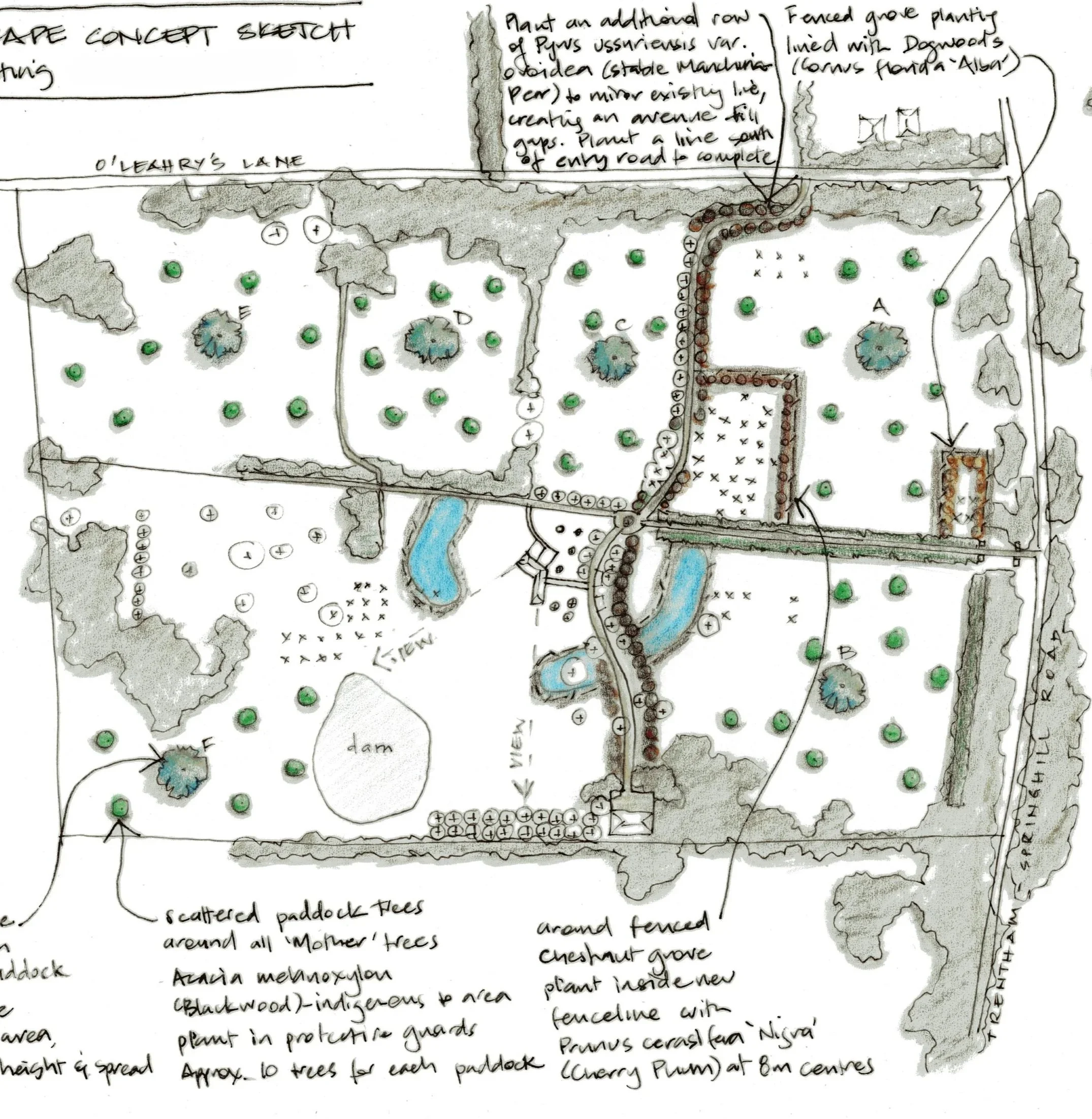 ADLA_landscape+concept+sketch_Tree+Planting_SPRING+HILL+Aug2024+-+Copy+for+website.jpg