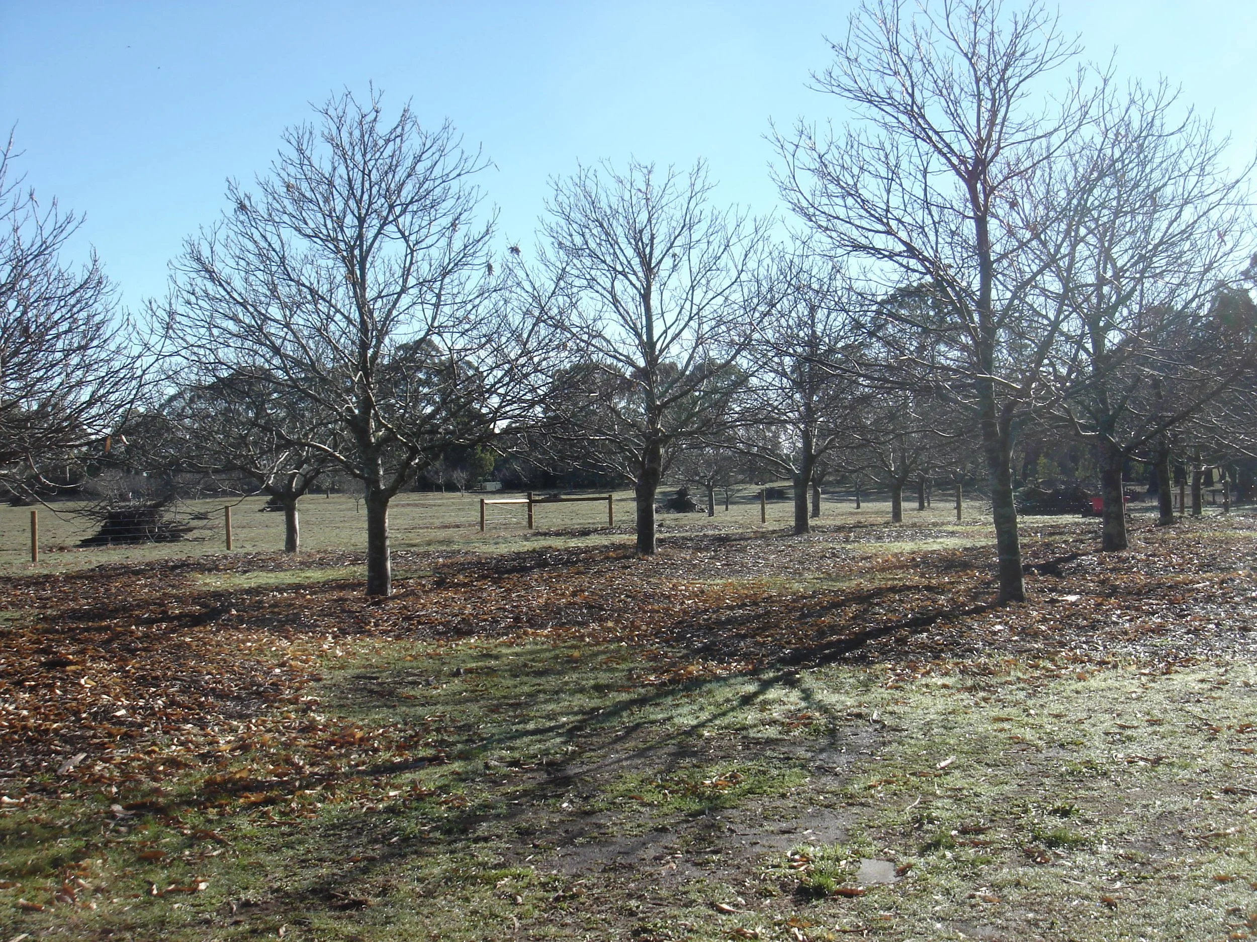 Springhill farm winter (7).JPG