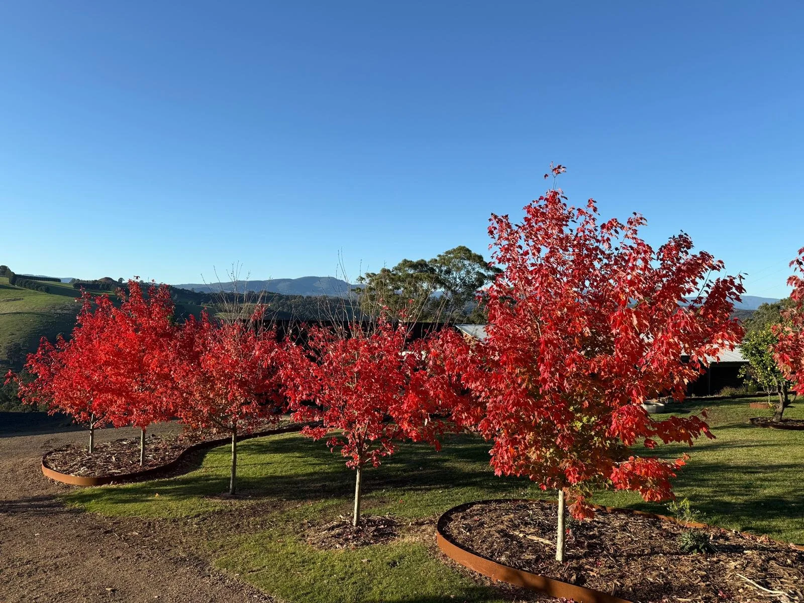 2025_05 Acer Fairview Flame (3).jpg