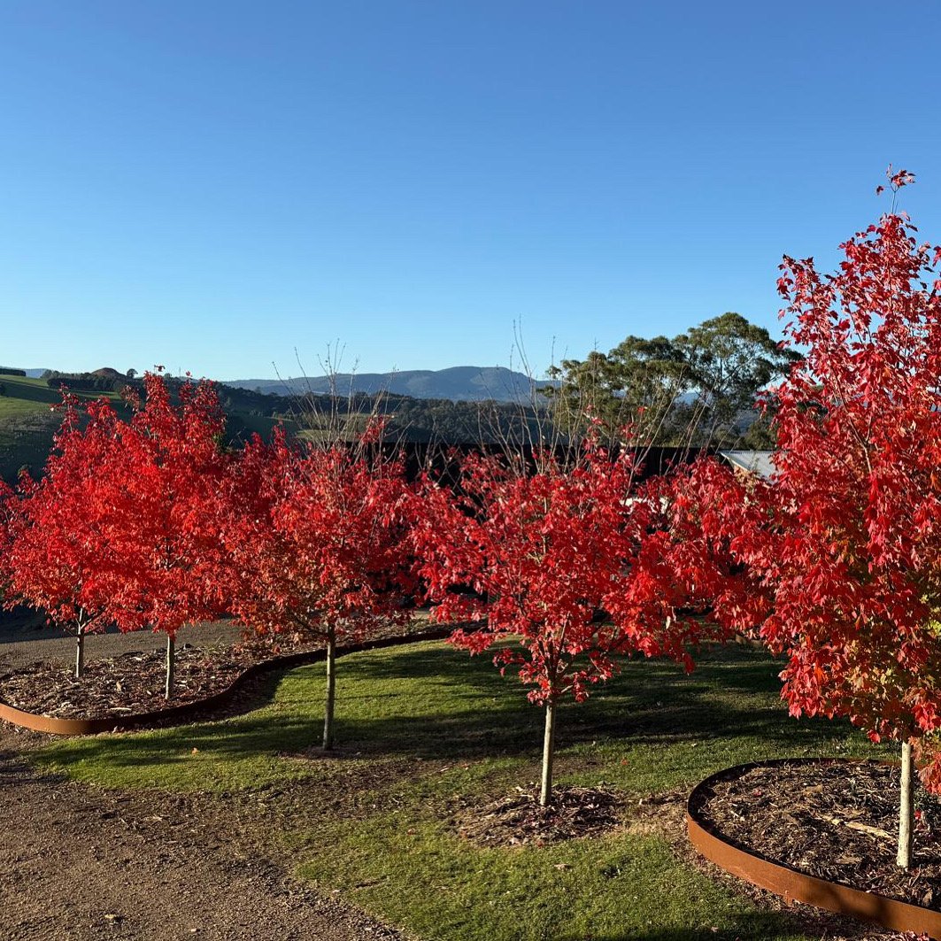 2025_05 Acer Fairview Flame (2).jpg