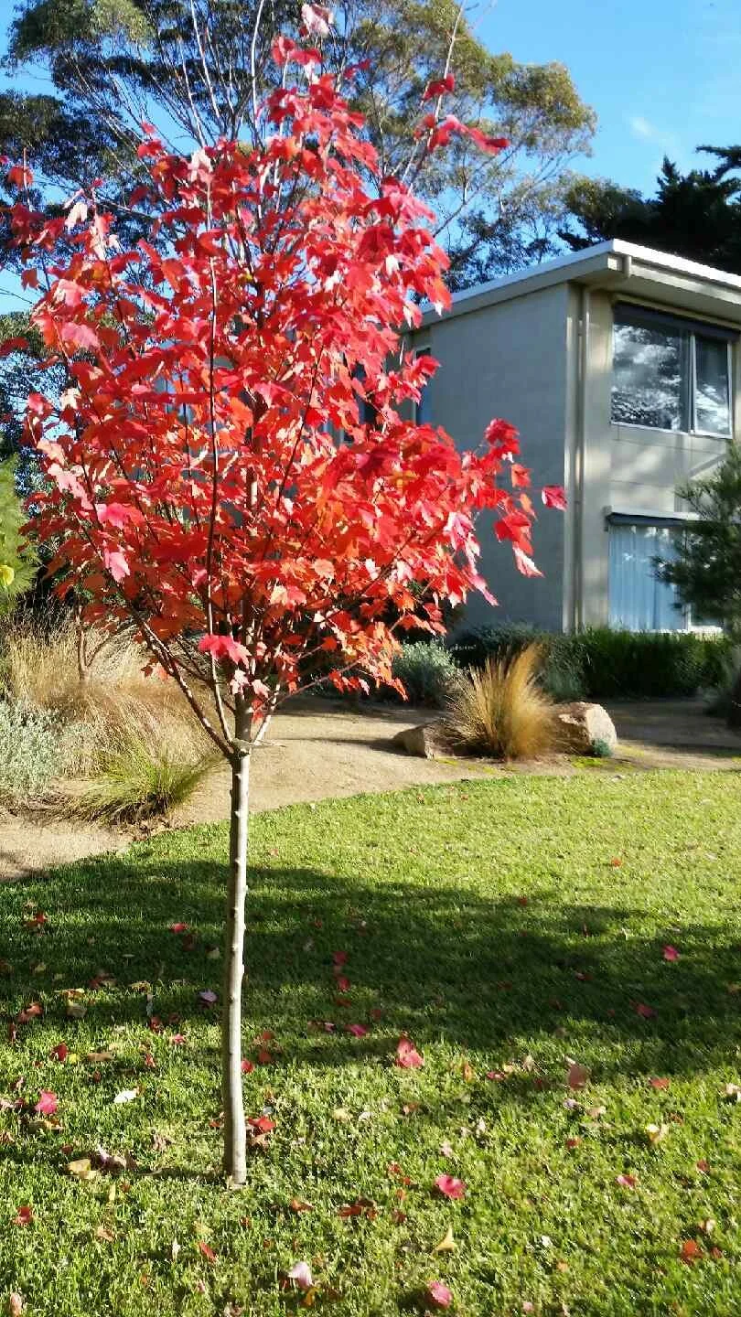 2018_06 Acer autumn.JPG