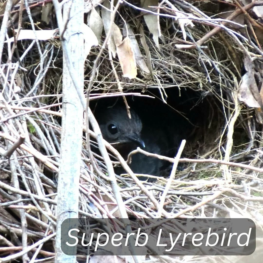 Many birds are settling down to nest, some are already caring for nest young. It is a critical time of year for bird life across the state, but that doesn&rsquo;t stop FFMV from lighting up. Over the past week these are just some of the burns that ha