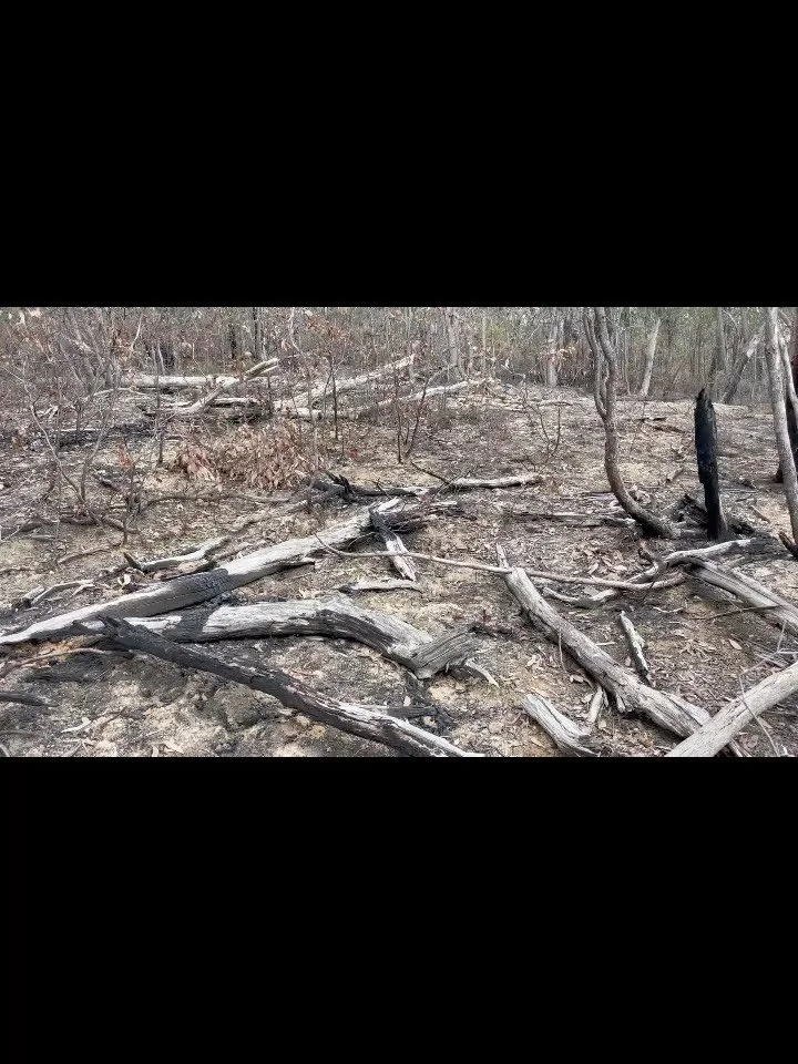 Catastrophic loss of hollow-bearing trees in Kinglake resulting from the Boggy Spur planned burn.

Without trees like these in the landscape much of our wildlife will disappear. The cumulative impact of planned burning and bushfire means large areas 
