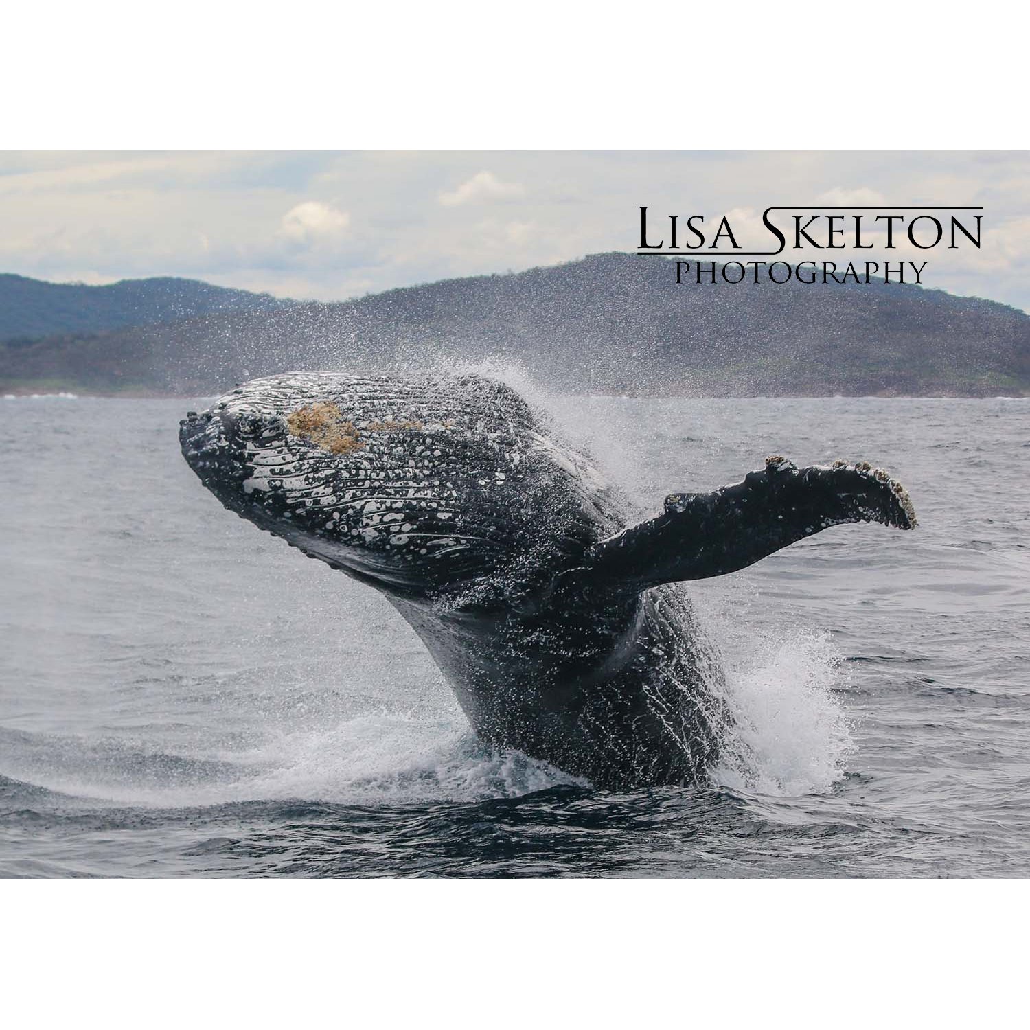 lisa-skelton-breach-logo-white-space.jpg