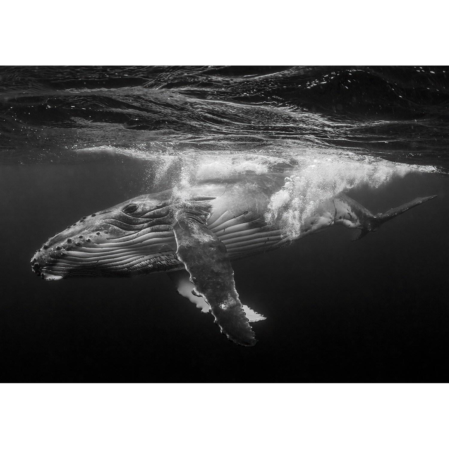 lisa-skelton-submergence-white-space.jpg