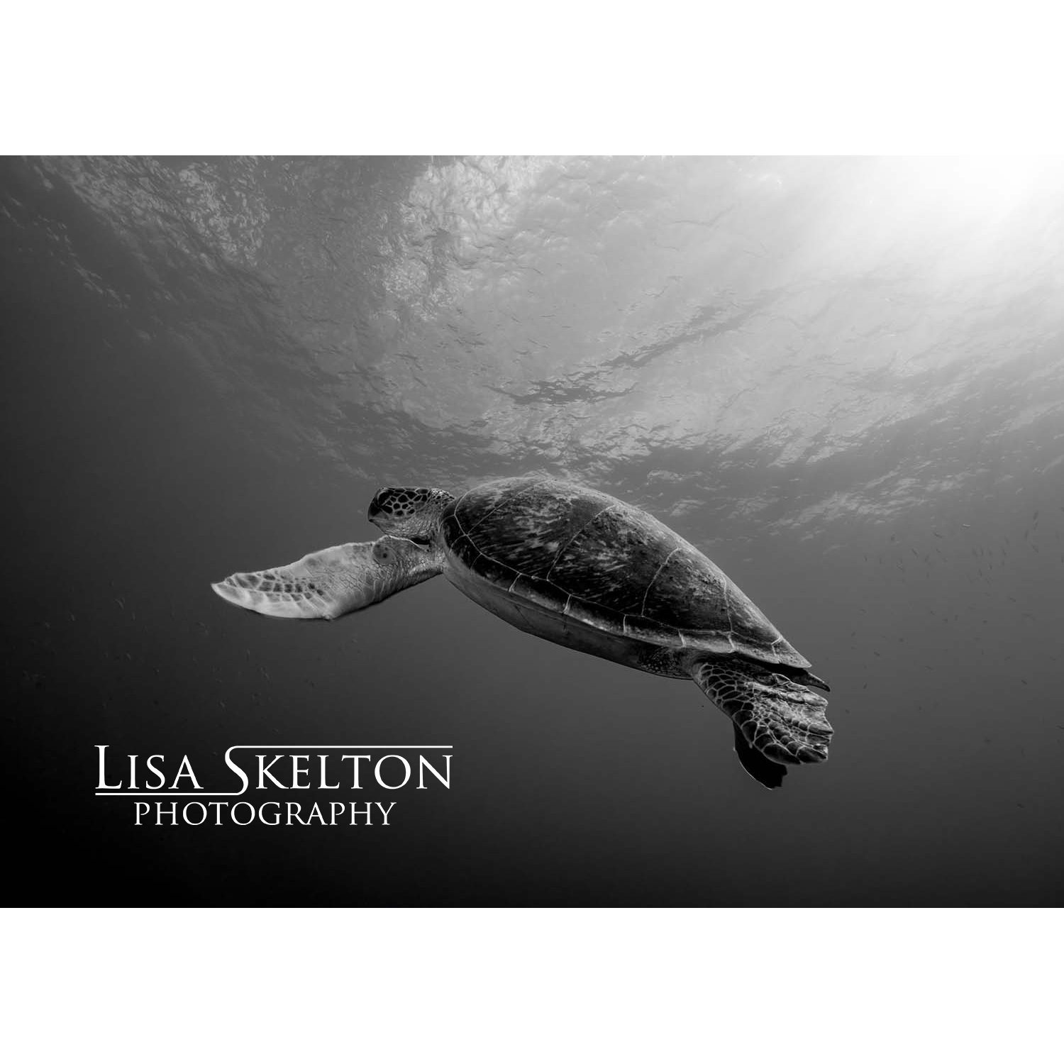 lisa-skelton-beneath-the-surface-logo-white-space.jpg