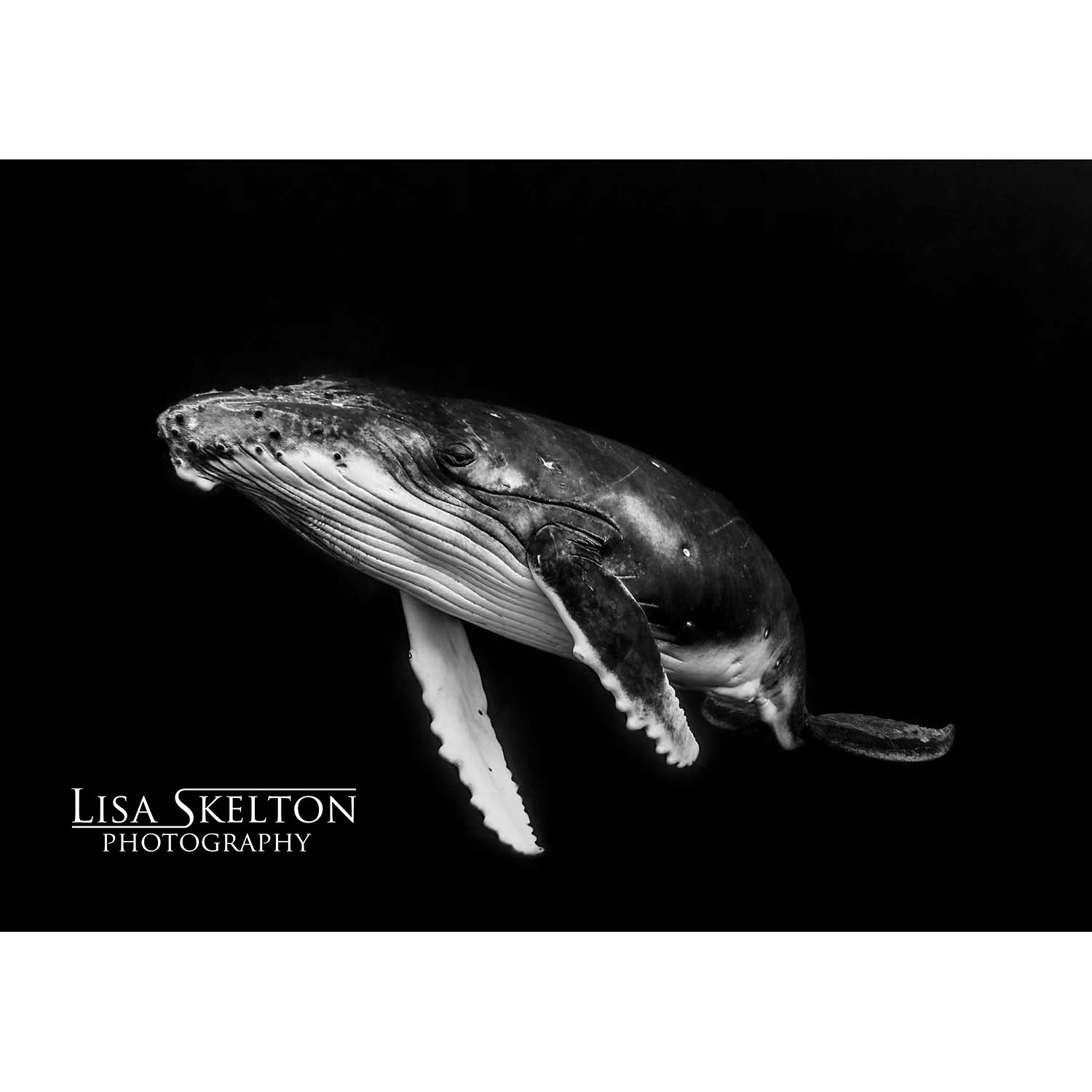 lisa-skelton-curious-calf-logo-white-space.jpg
