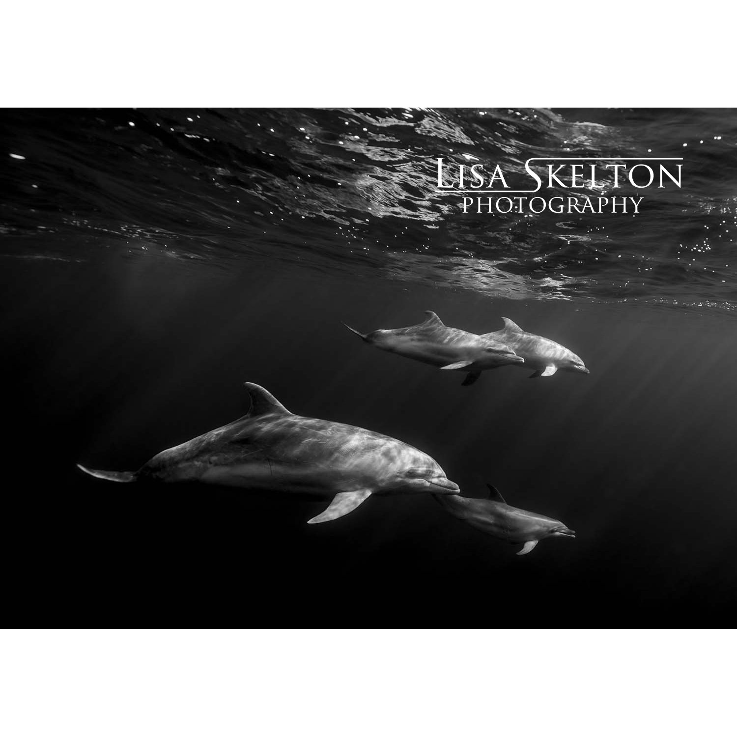 lisa-skelton-pod-life-logo-white-space.jpg