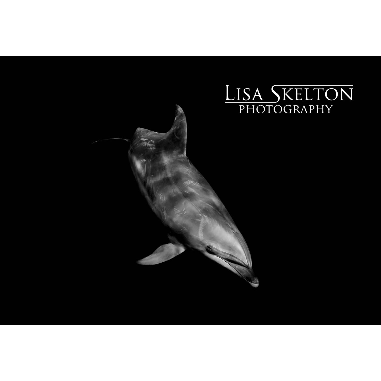 lisa-skelton-portrait-of-a-sentient-logo-white-space.jpg