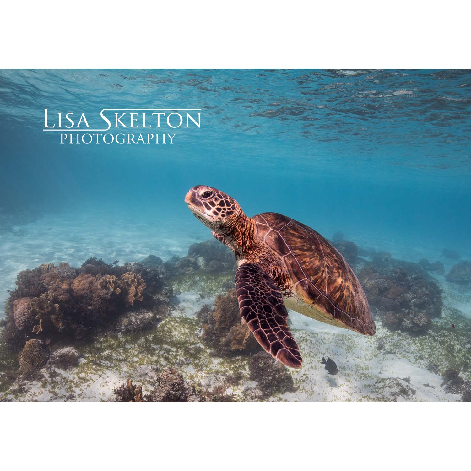 lisa-skelton-life-in-the-shallows-logo-white-space.jpg