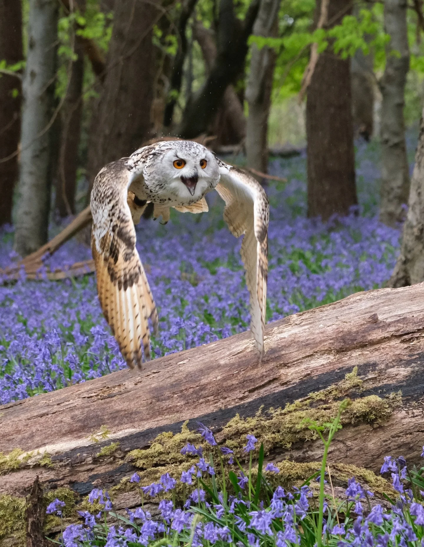 Lee @capturingvisions has a true passion for bringing the natural beauty of Kent to life through his lens🙌

From breathtaking landscapes to stunning shots of animals, Lee’s work truly showcases the unique beauty of the area and his impressive shots 