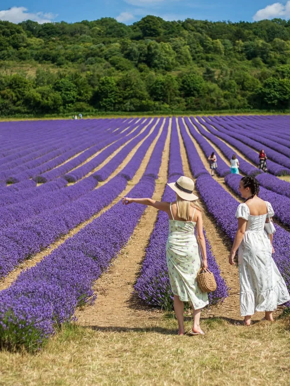 If you’re after a lovely local day out this summer, the lavender fields at Castle Farm are a must visit!💜

Every year from late June into July, the Darenth Valley is transformed into a sea of purple as the lavender bursts into bloom and it’s truly a