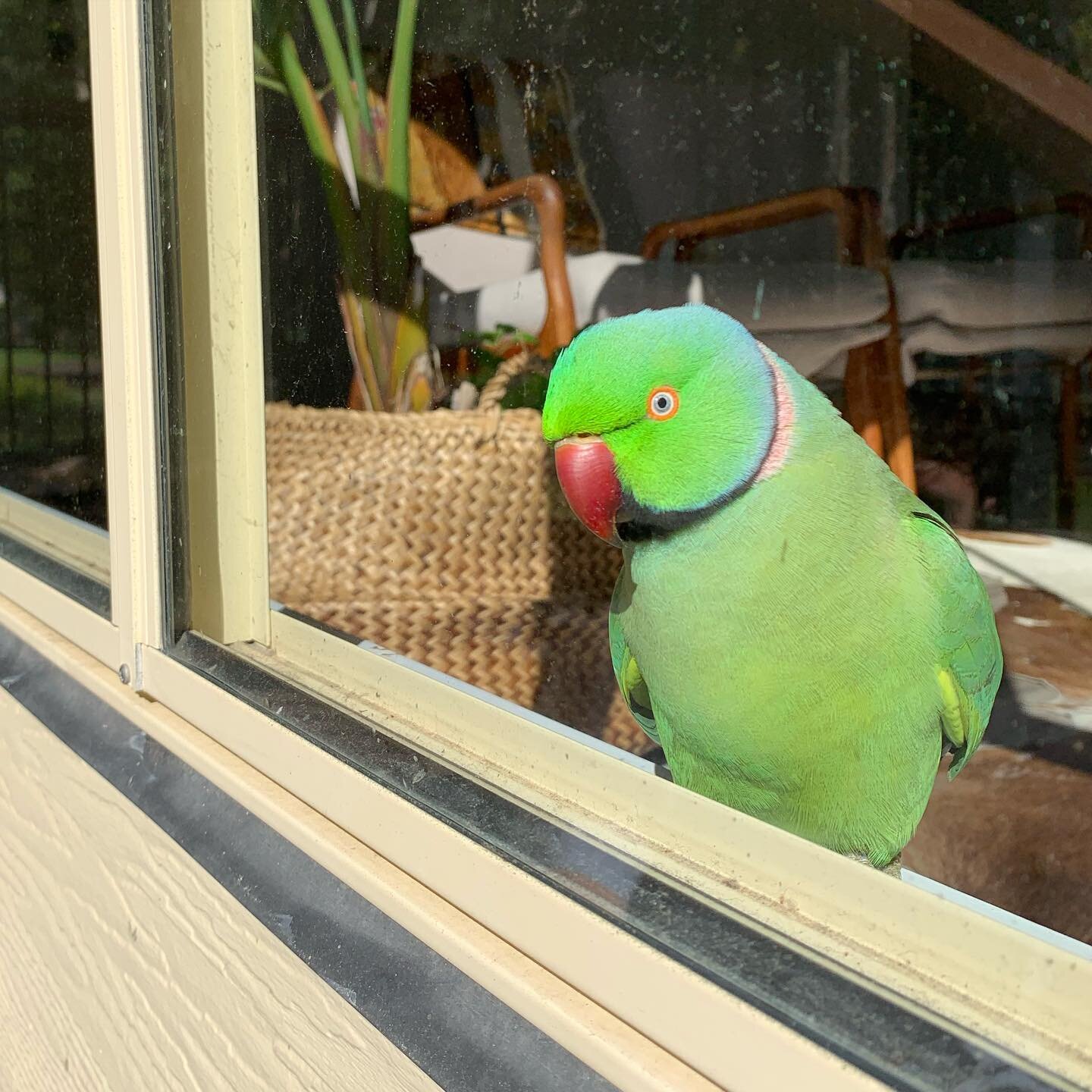 This sweet little man at the window, watching us as we sit in the sun outside 🥰