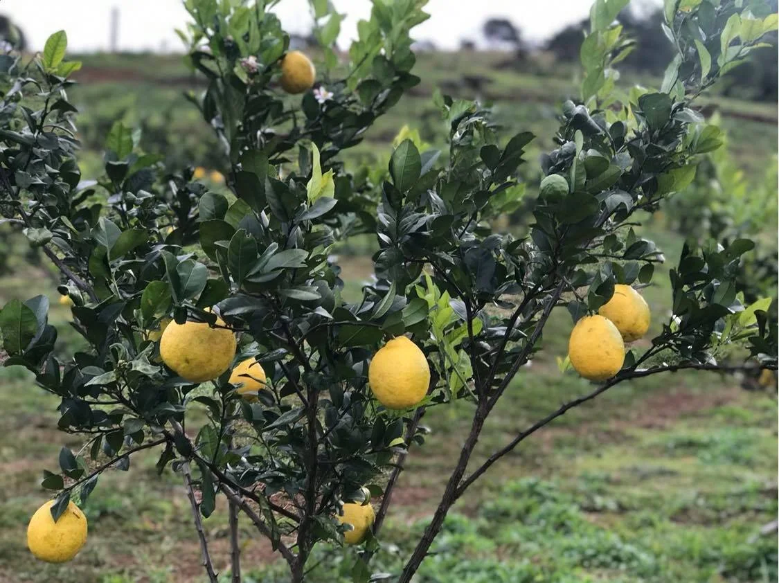 Lemonade Fruit ripening on the tree at Cheyenne Farm