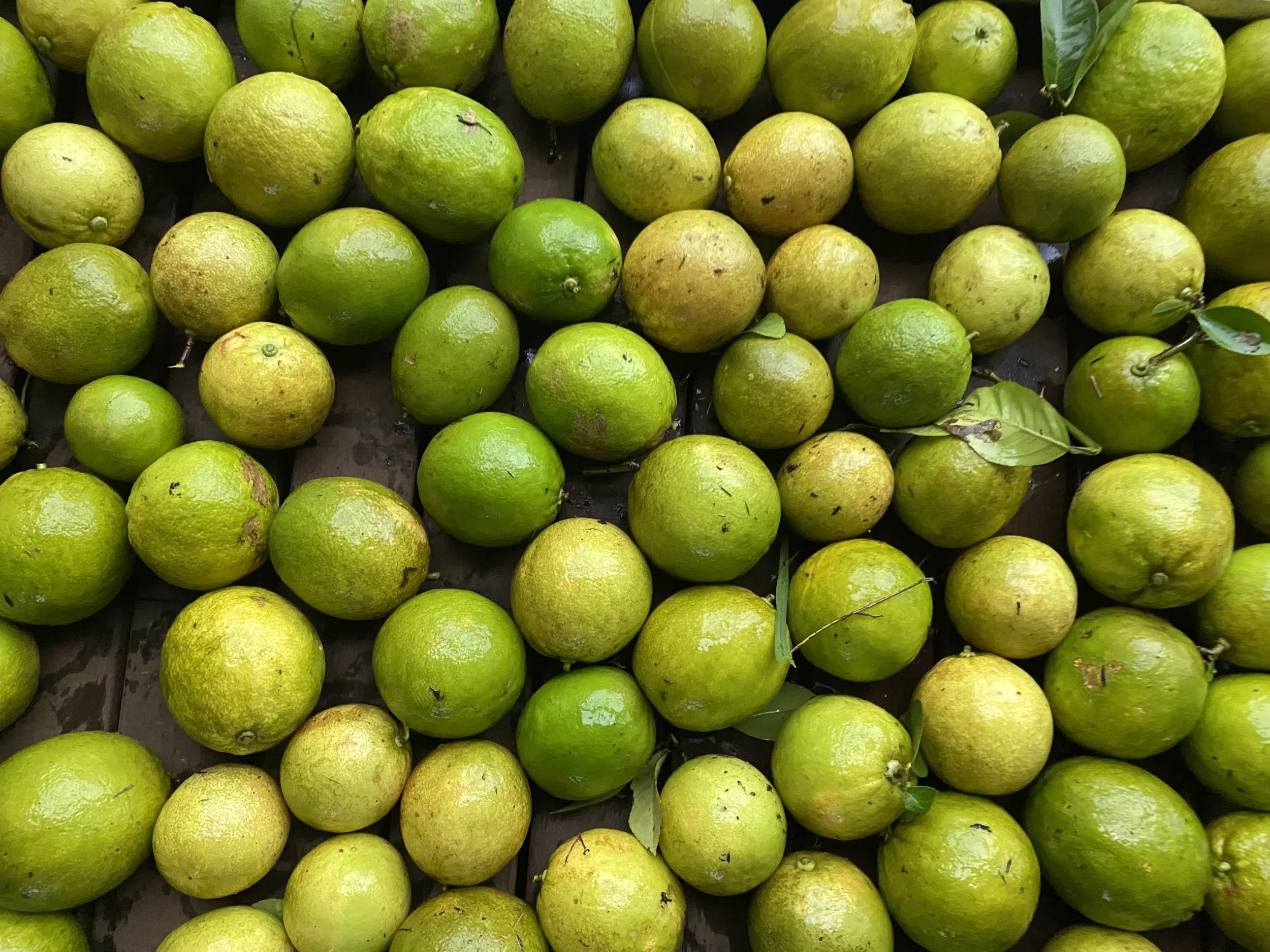 Lemonade Fruit harvested for Limoncello at Cheyenne Farm