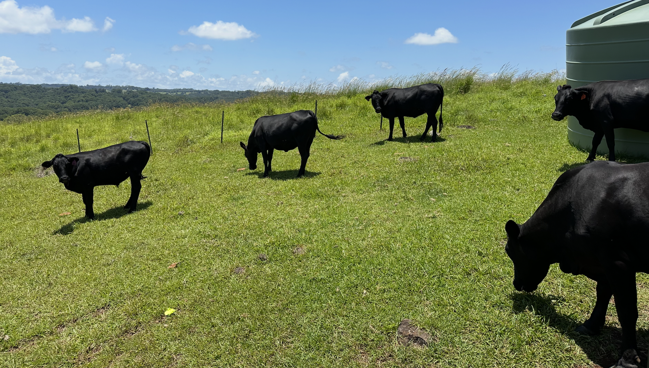 Black Mashona bull at Cheyenne Farm — Zimbabwean cattle bred for Northern NSW