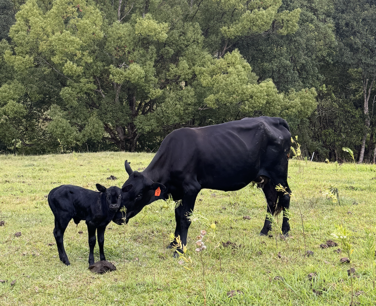 Mashona cattle in the paddock at Cheyenne Farm, Northern NSW