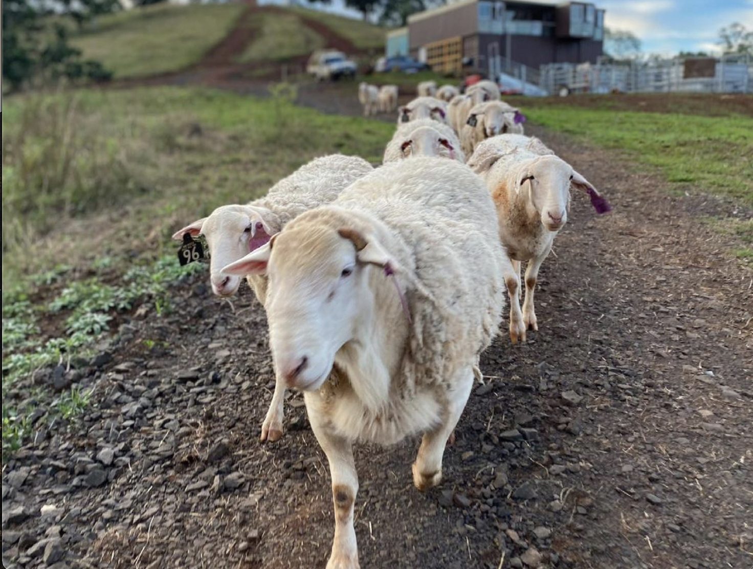 Dorper sheep grazing alongside the Mashona herd at Cheyenne Farm