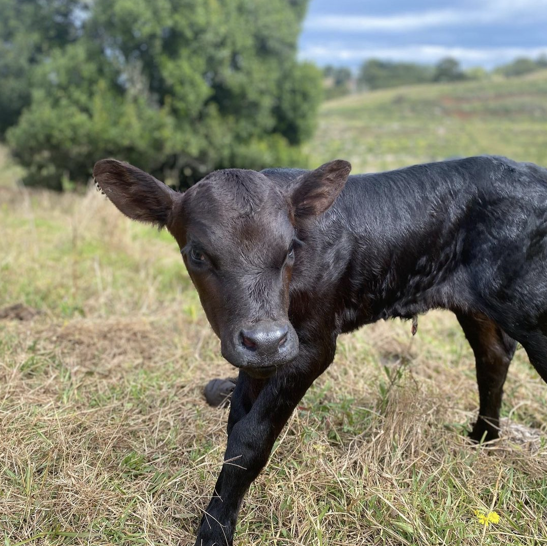 Black Mashona bull at Cheyenne Farm — Zimbabwean cattle bred for the Northern NSW climate