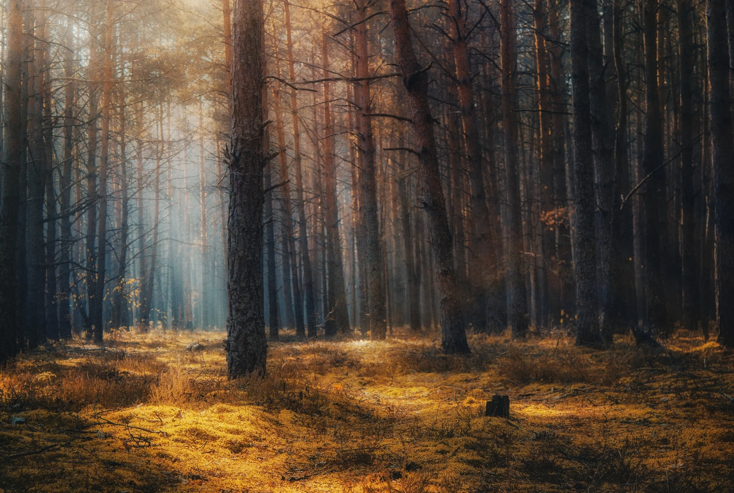 Reclaiming Coleridge 
