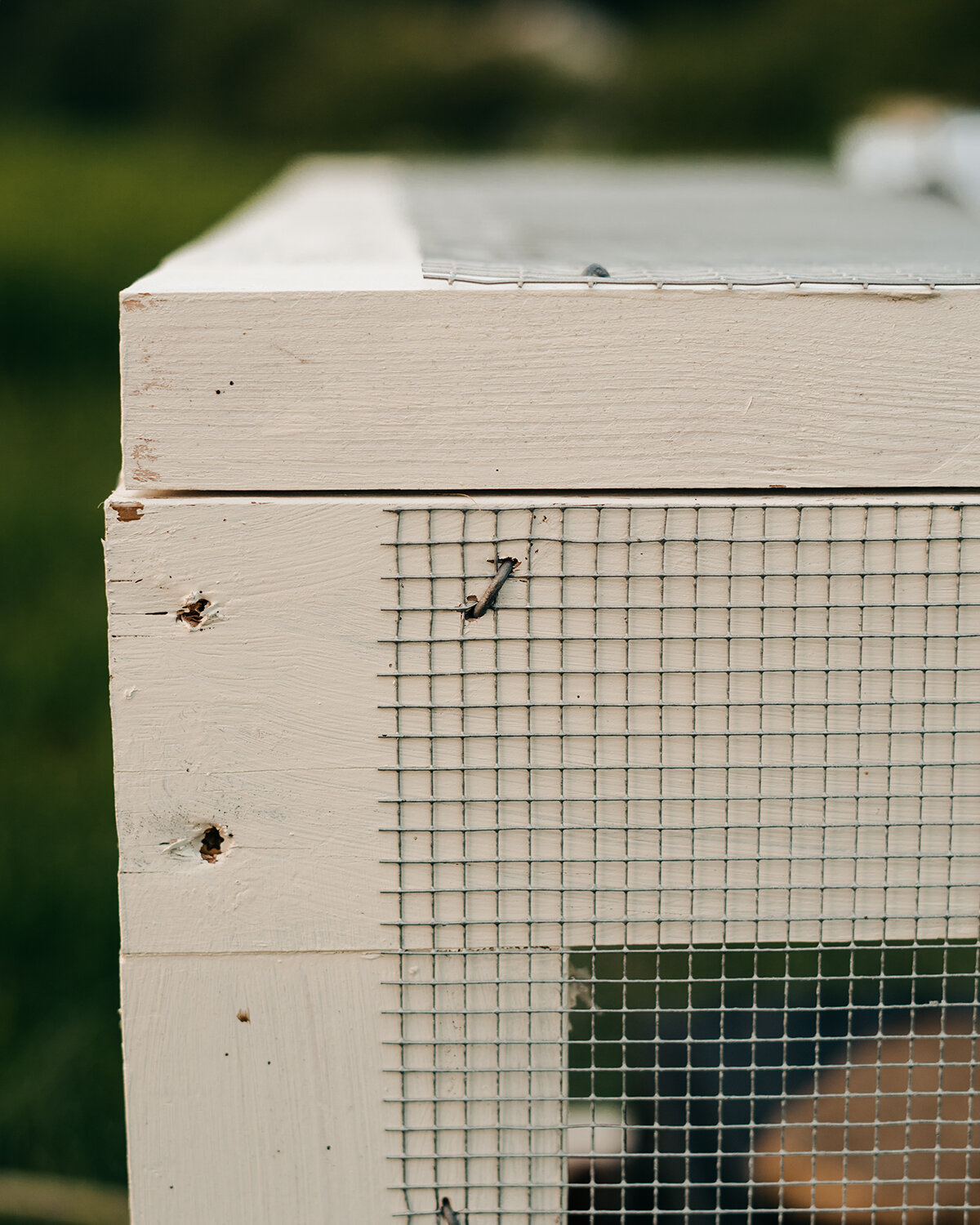 build-a-quail-cage.JPG