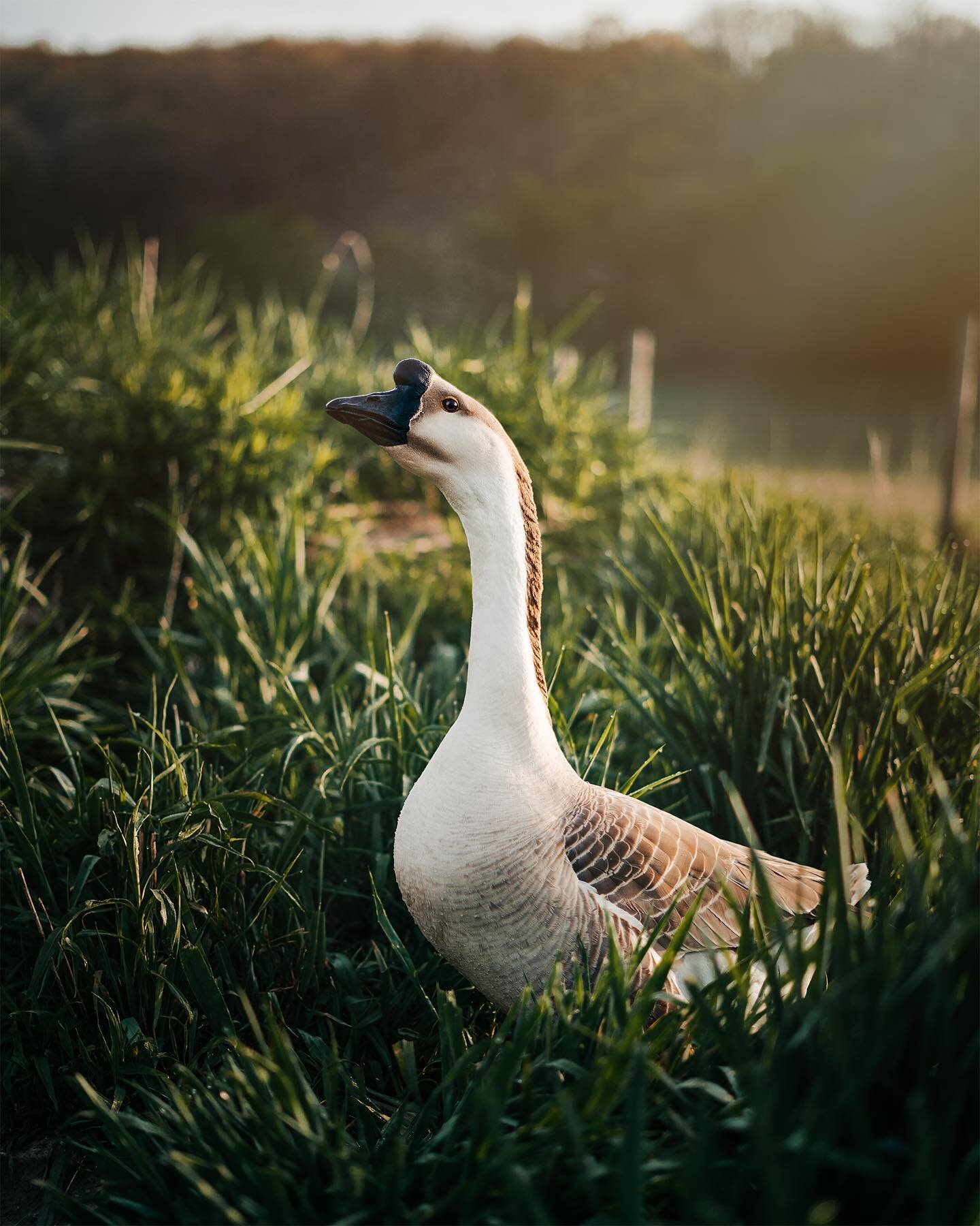 Brown Chinese Geese&hellip;

These guys have been a popular topic around here lately&hellip;thanks to a recent reel where I talk about using them to keep my chickens safe. 

Some people had concerns about aggressiveness (towards both people and small