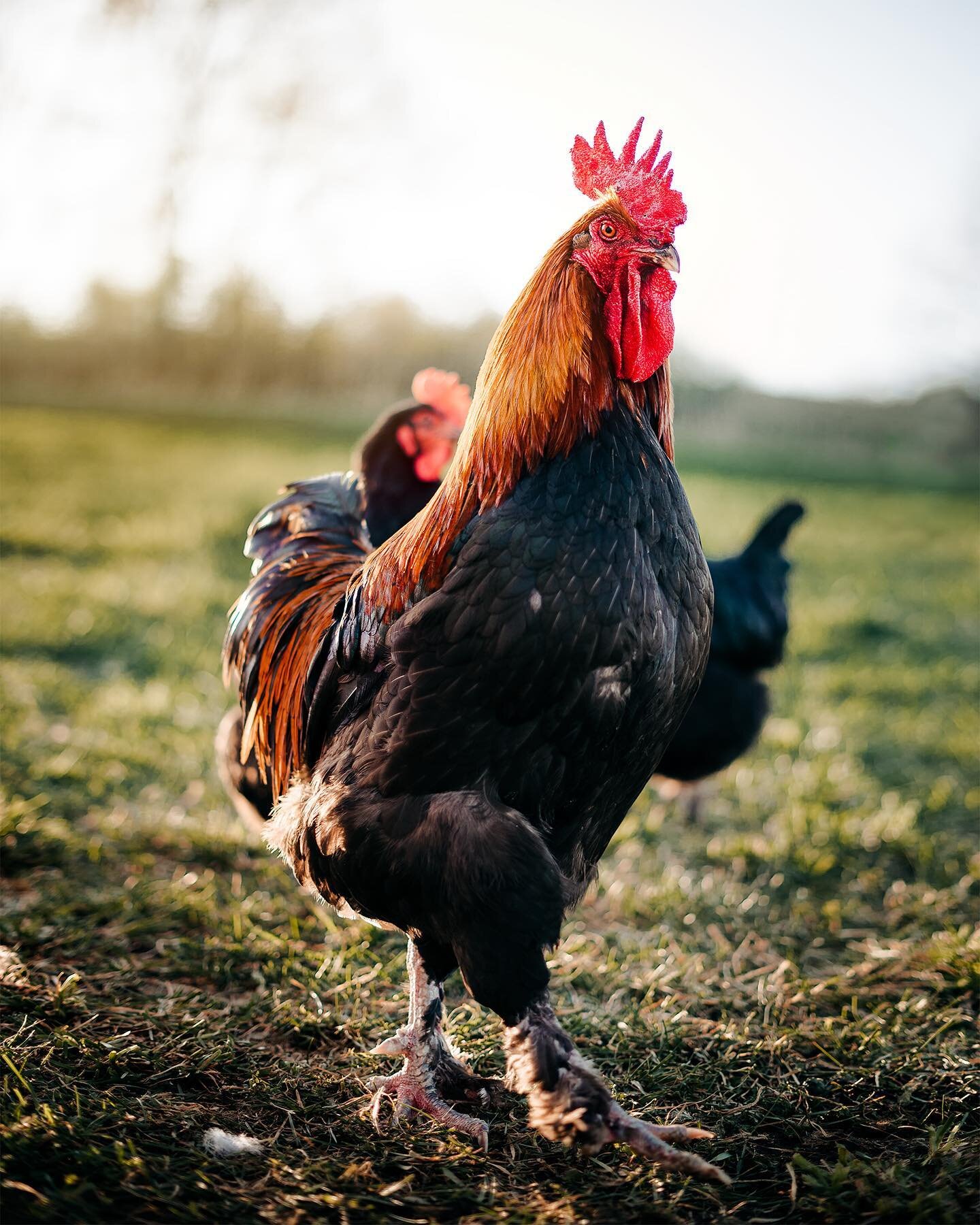 How handsome is this guy?! 😍

Did you know that roosters actually require higher protein levels and less calcium in their diets than laying hens do?  In fact, too much calcium can be problematic to a rooster&rsquo;s health.  So to keep all of my roo