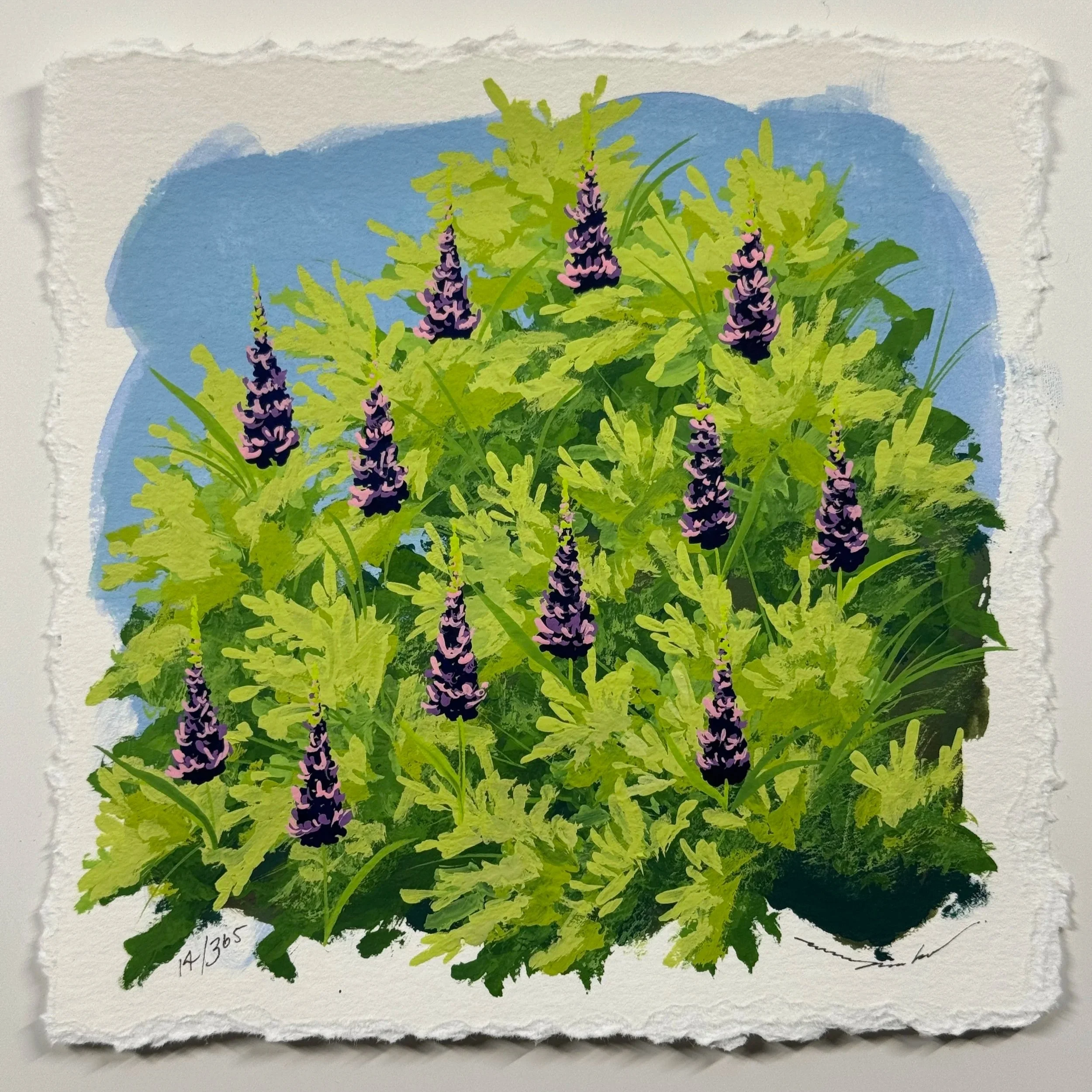 14/365 : LUPINS
