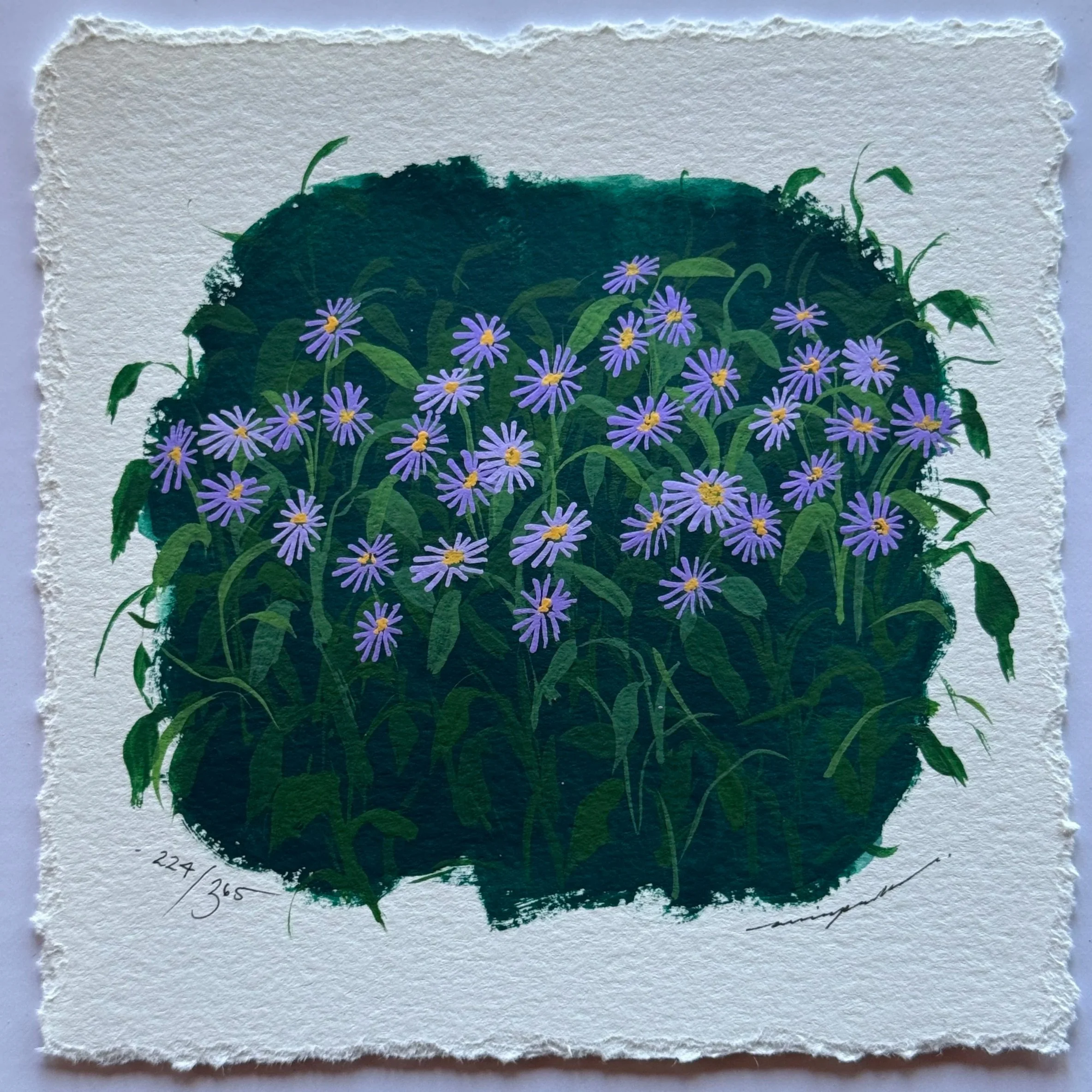 224/365 : LITTLE CARLOW ASTER